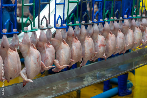 Fresh whole chickens hanging from hooks on a processing line inside a poultry processing facility. The image represents poultry processing, meat production, food industry, agricultural manufacturing, 