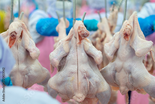 Fresh whole chickens hanging from hooks on a processing line inside a poultry processing facility. The image represents poultry processing, meat production, food industry, agricultural manufacturing, 