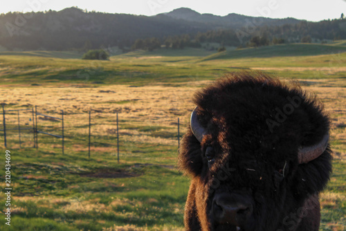 Fluffy American Bison in Pasture at Golden Hour, Custer State Park