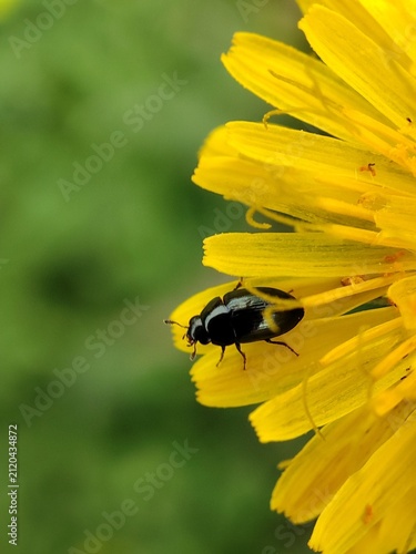   Brassicogethes aeneus. Escarabajo del polen de la colza. 