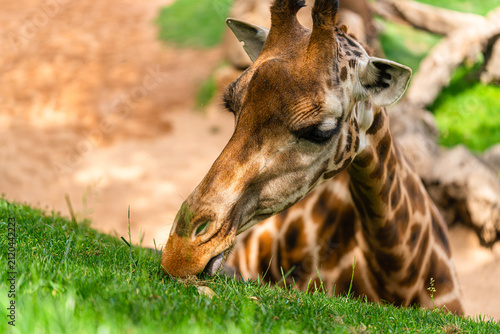 A giraffe bends down to eat fresh green grass on a sloped hill in a naturalistic zoo setting with rocks and water nearby.
