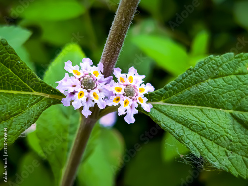 pink flower of a lilac