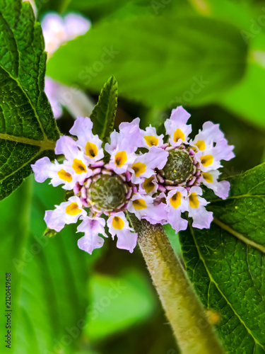 yellow flower with green leaves