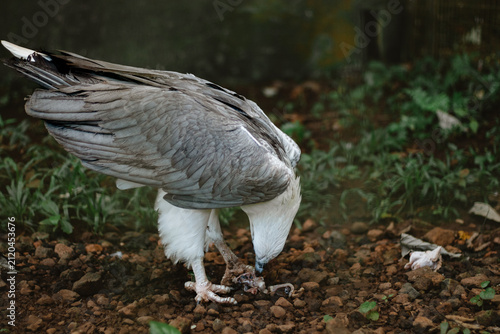 Obraz na plátne Large bird with gray wings pecks at small prey on rocky ground