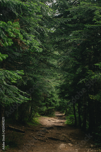 Fotografía path in the woods