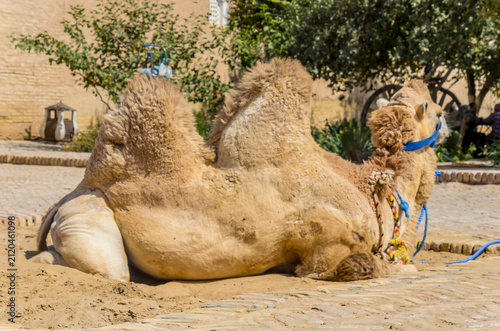 Un camello tumbado en la arena de Khiva