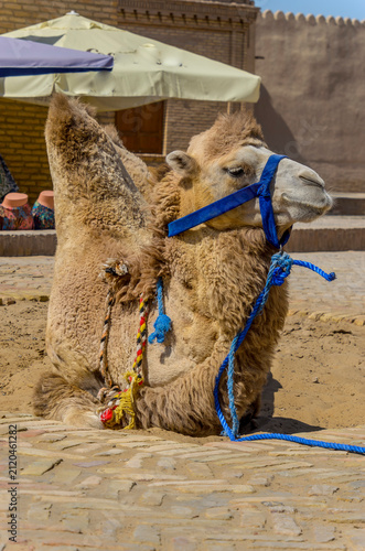 Un camello tumbado en la arena de Khiva