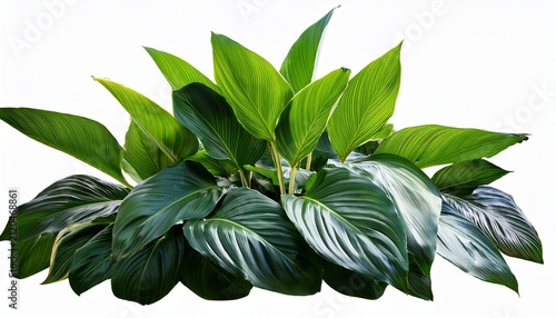 Philodendron Green Plant Isolated