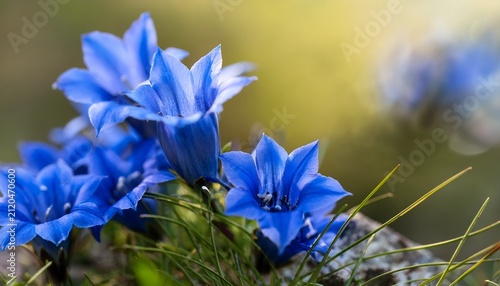 Vibrant Blue Gentian Flowers Blooming In Nature Close Up