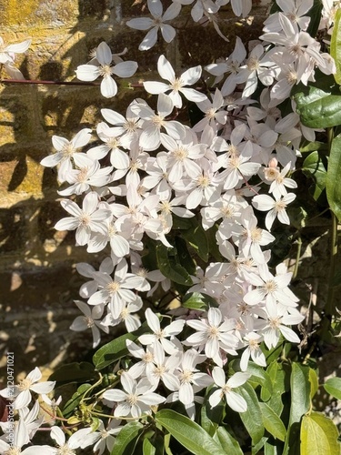 White clematis blossoms clustered against sunlit weathered brick wall with glossy green leaves
