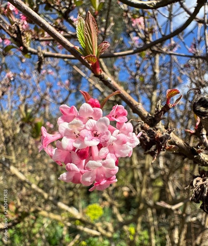 Pink blossom cluster with fresh spring leaves on woody branches against clear blue sky