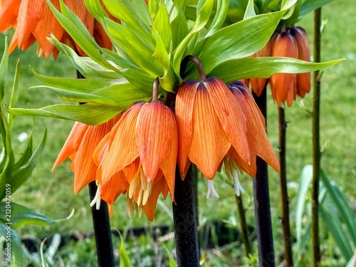Orange fritillaria blossoms with green bracts and drooping bell flowers