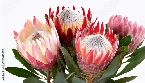 Protea Flowers Variety Pink White Isolated On A Transparent Background