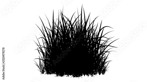 Fotografía Tall Grass Silhouette Against White Background herbage