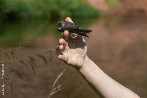 фотографія A volunteer hand releasing a fledgling sand martin or common swift bird into the wild