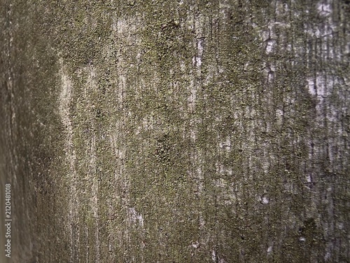 Close-up texture of rough grey tree bark covered with green moss and lichen in a forest.