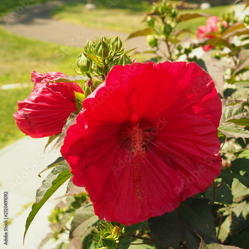 A bright red flower in the garden,