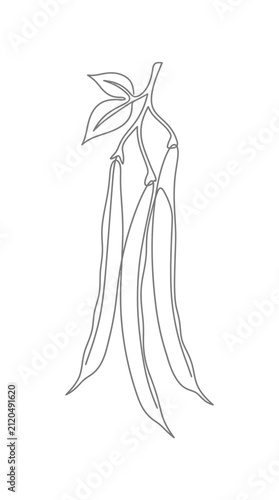Hand drawn illustration of a cluster of green bean pods with leaves.