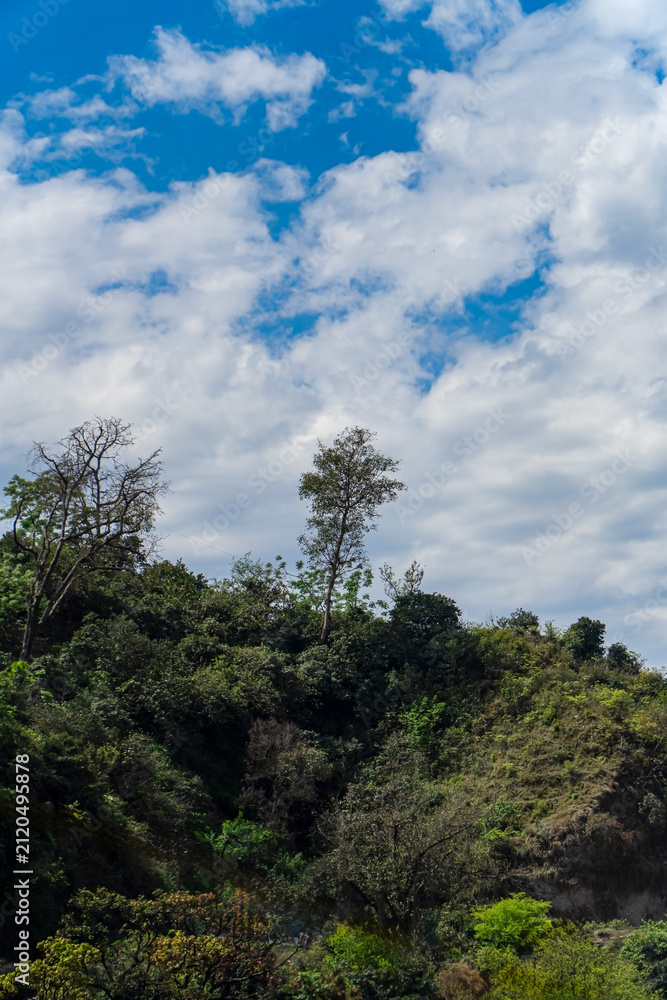 Fototapeta premium Forest Hillside Landscape Under Cloudy Blue Sky 