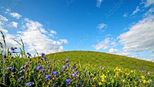 Beautiful green hill with wildflowers under a blue sky with clouds