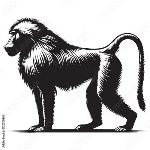 Baboon, Monkey, Primate, African, Wild, Safari, Jungle, Olive, Chacma, Hamadryas, Guinea, Yellow, Baby, Cute, Angry, Face, Portrait, Wildlife, Nature, Illustration, Drawing, Vector, Clipart.