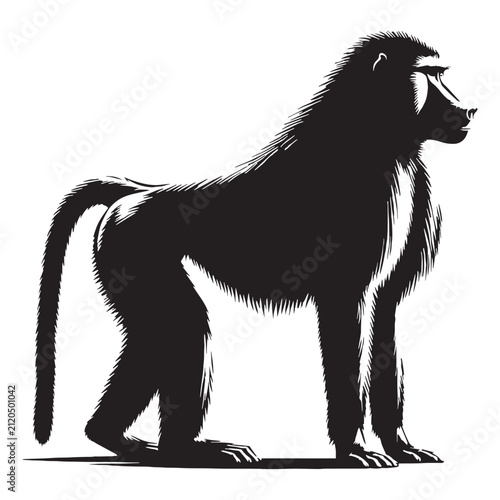 Baboon, Monkey, Primate, African, Wild, Safari, Jungle, Olive, Chacma, Hamadryas, Guinea, Yellow, Baby, Cute, Angry, Face, Portrait, Wildlife, Nature, Illustration, Drawing, Vector, Clipart.
