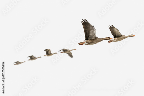 Flock of geese flies across a white background. Space for text.