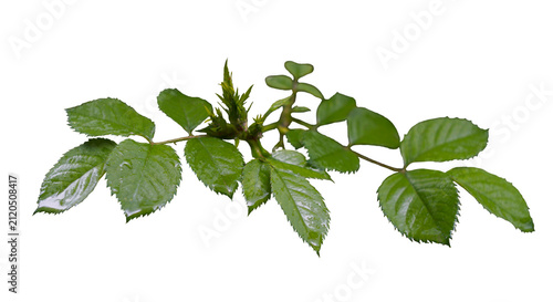 Water drops on the leaves of a rose branch on a white background