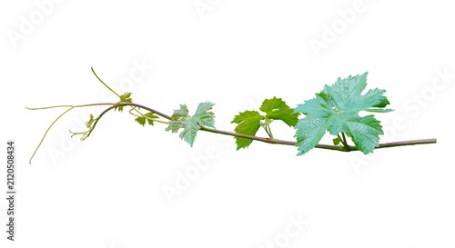 With grape branch and leaves on a white background