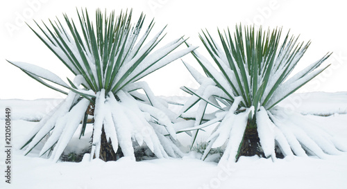 Snowy Yucca flower on a white background, Yucca flower covered in thick snow.