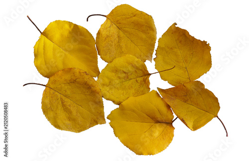 Yellowed leaves spread out on a transparent background, the leaves are visible up close