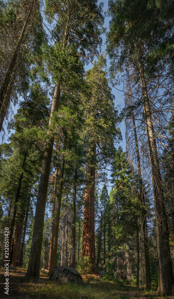 Fototapeta premium Giant sequoia centered within a natural frame of towering trees beneath warm summer light and blue sky capturing the peaceful atmosphere of Sequoia National Park wilderness