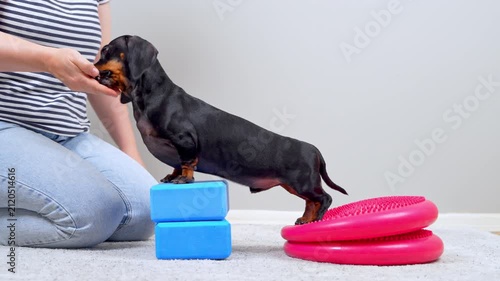 An owner gives a small treat to a black and tan dachshund dog with front paws on foam blocks and rear legs on wobble cushions, a reward based motivation method for canine physiotherapy.