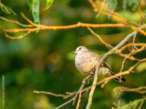 aves mexicanas