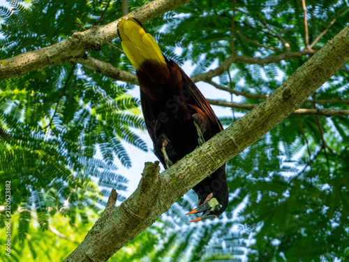 oropendola de moctezuma