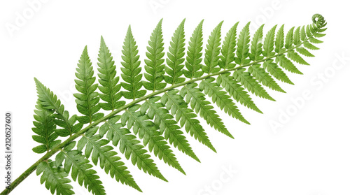 Decorative Green Botanical Leaf Border with Natural Garden Foliage PNG Isolated on Transparent Background