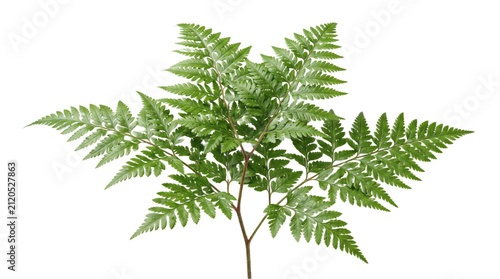 Decorative Green Botanical Leaf Border with Natural Garden Foliage PNG Isolated on Transparent Background