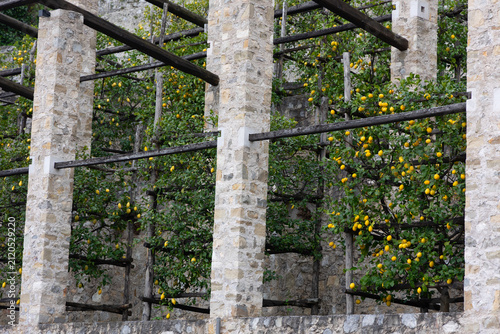 Traditional Italian lemon garden with historic stone pergola in Lake Garda, Italy