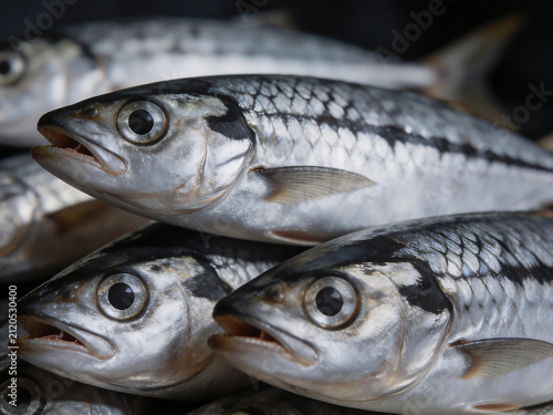 Fresh fish with shiny scales and open mouths
