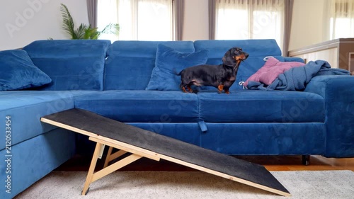 A black and tan dachshund dog runs up a wooden ramp and jumps onto a blue sofa in a living room, promoting spine safety and IVDD prevention for long bodied pets.