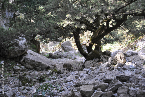
A spreading tree grows in the mountains on a scree slope.