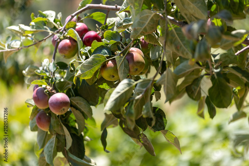 The image shows an apple tree and apples in a farmland.