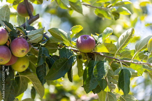 The image shows an apple tree and apples in a farmland.