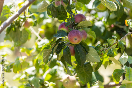 The image shows an apple tree and apples in a farmland.