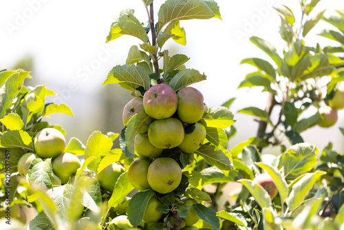 The image shows an apple tree and apples in a farmland.