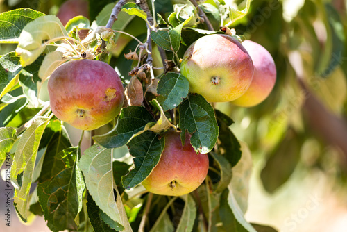 The image shows an apple tree and apples in a farmland.