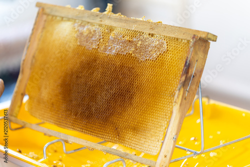 Images from the world of honey bees.
