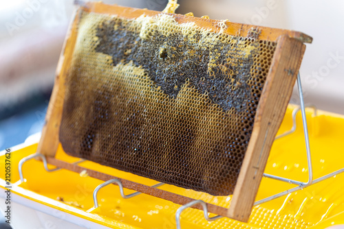 Images from the world of honey bees.