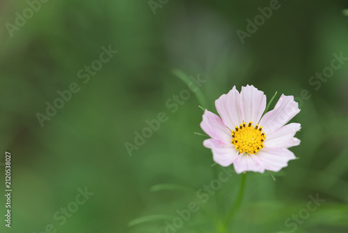 Coreopsis American Dream; Pale Pink Flower; Single Flower with Blurred Background; Room for Text