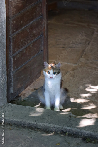 Beautiful cat on the Mediterranean street. Selective focus.